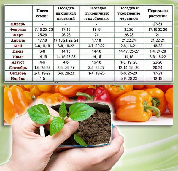 Благоприятные дни для посева сладкого перца. Сроки посадки сладкого и Горького перца по лунному календарю. Посадка перца на рассаду по лунному календарю 2017. Когда по лунному календарю нужно высеивать сладкий перец.